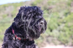 Terrier - Russian Black