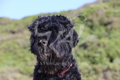 Terrier - Russian Black