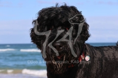 Terrier - Russian Black