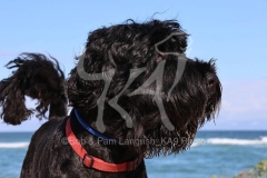 Terrier - Russian Black