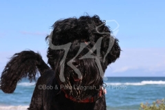 Terrier - Russian Black