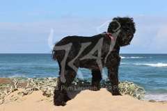 Terrier - Russian Black