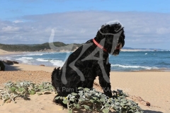 Terrier - Russian Black