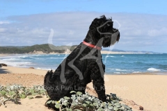 Terrier - Russian Black