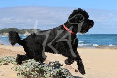 Terrier - Russian Black