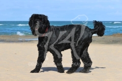 Terrier - Russian Black