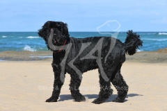 Terrier - Russian Black