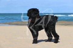 Terrier - Russian Black