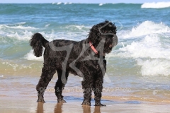 Terrier - Russian Black