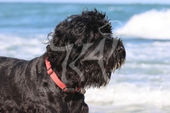 Terrier - Russian Black