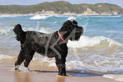 Terrier - Russian Black