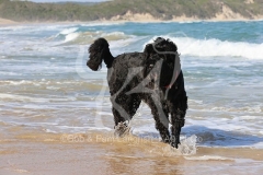 Terrier - Russian Black