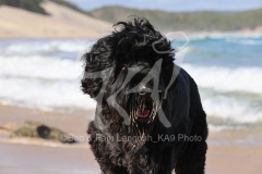 Terrier - Russian Black