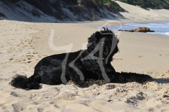 Terrier - Russian Black