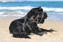 Terrier - Russian Black