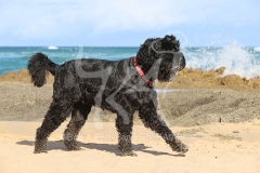 Terrier - Russian Black