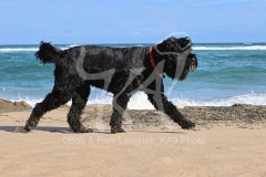 Terrier - Russian Black