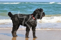 Terrier - Russian Black