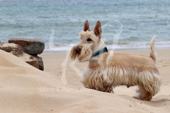 Terrier - Scottish