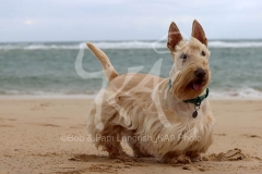 Terrier - Scottish