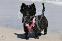 Terrier - Scottish