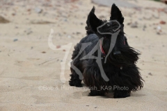 Terrier - Scottish