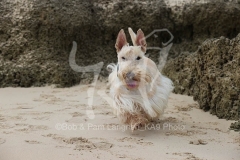 Terrier - Scottish