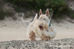 Terrier - Scottish