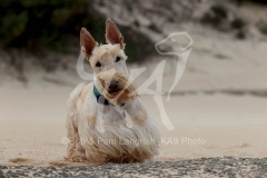 Terrier - Scottish