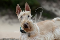 Terrier - Scottish
