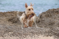 Terrier - Scottish