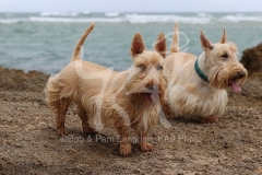 Terrier - Scottish