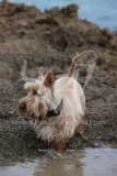 Terrier - Scottish