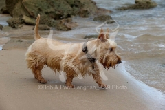 Terrier - Scottish