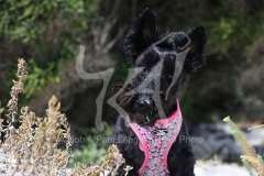 Terrier - Scottish