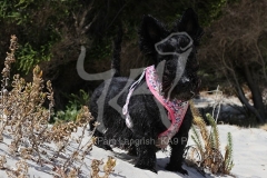 Terrier - Scottish