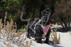 Terrier - Scottish