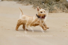 Terrier - Scottish