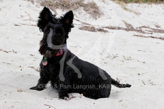 Terrier - Scottish
