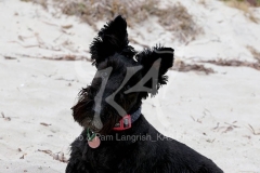 Terrier - Scottish
