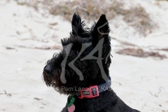 Terrier - Scottish