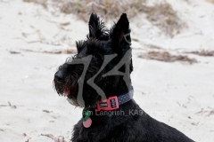 Terrier - Scottish