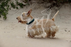 Terrier - Scottish
