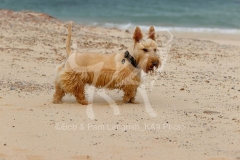 Terrier - Scottish