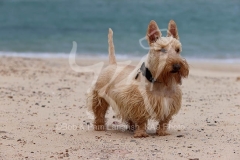 Terrier - Scottish