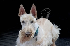 Terrier - Scottish