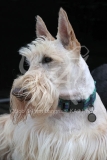 Terrier - Scottish