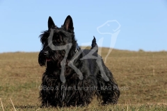 Terrier - Scottish
