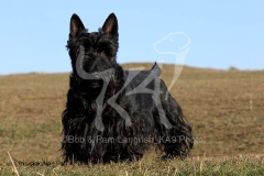 Terrier - Scottish