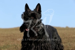 Terrier - Scottish